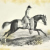 J.. A comparative view of the form and character of the English racer and saddle-horse during the last and present centuries.